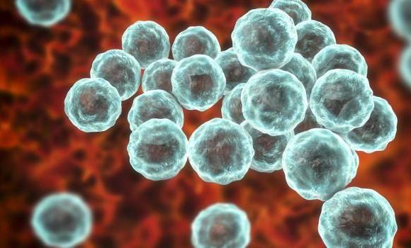 Maladies transmissibles Maladies transmissibles